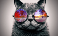 avatar/62910 image